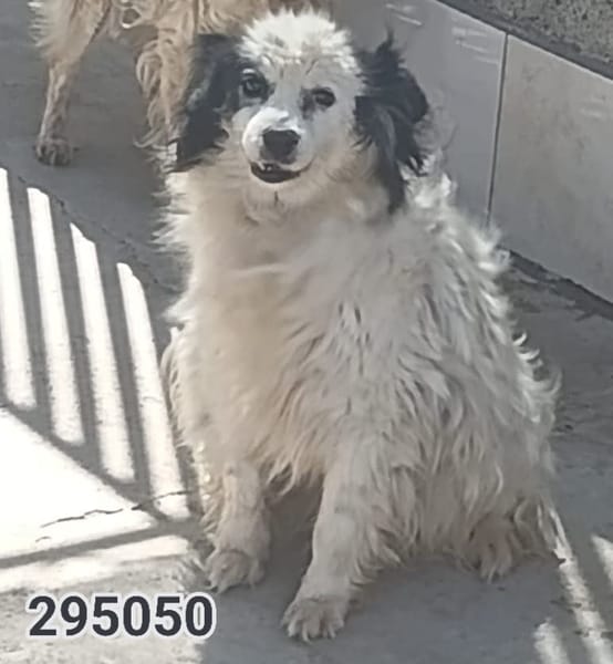 ciro