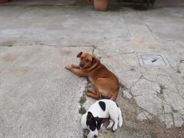 Alfio  nett und liebenswert