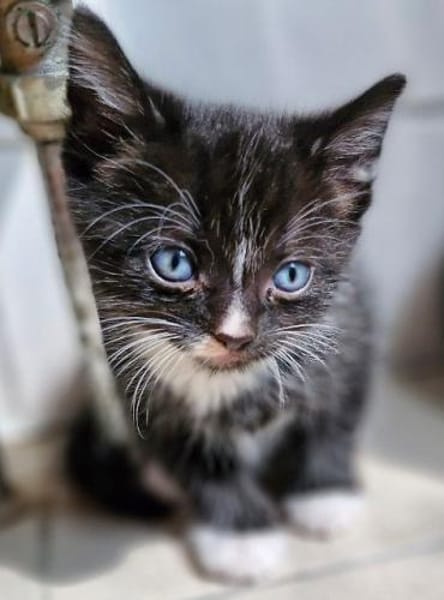 Katzenkind Pepper