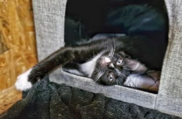 Katzenkind Pepper