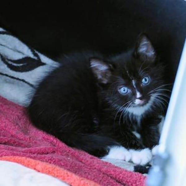 Katzenkind Pepper