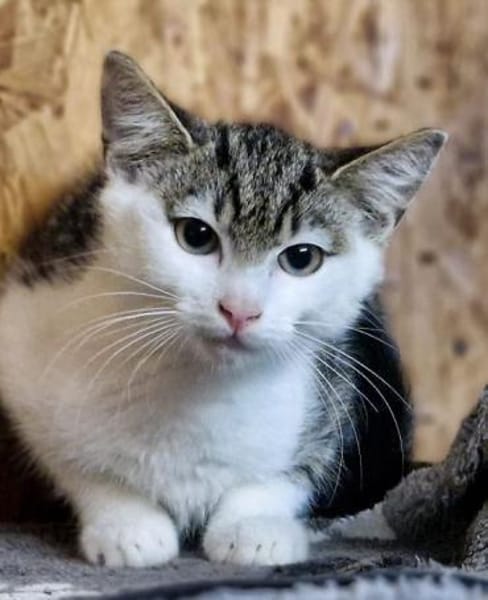 Katzenkind Helmut