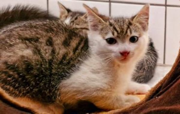 Katzenkind Helmut