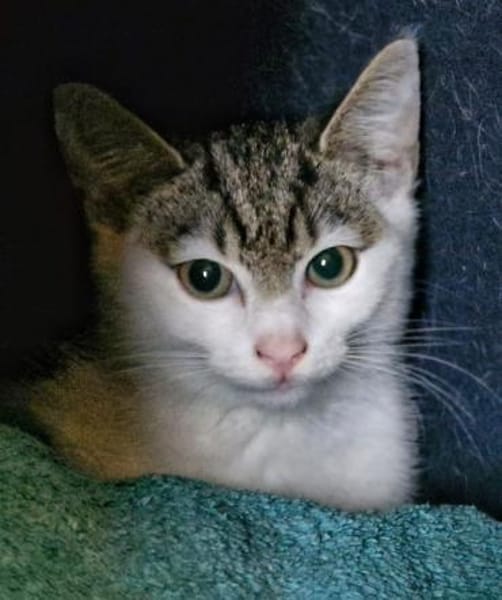 Katzenkind Helmut