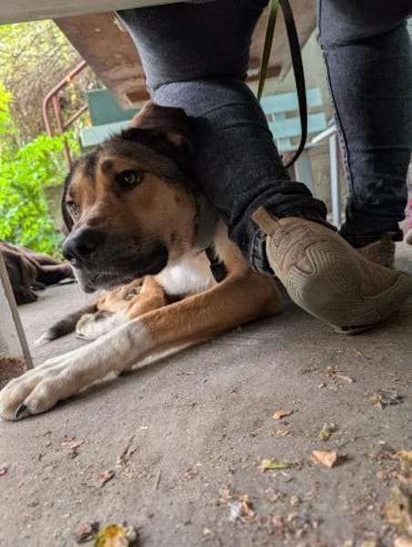 freundl. Tierschutzhündin Nena
