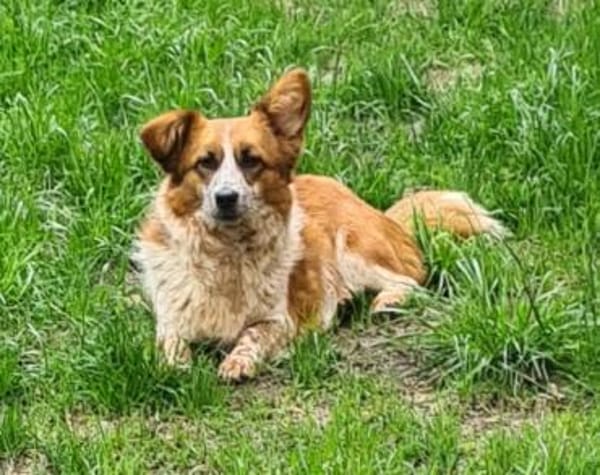 Amy  einfach zauberhaft  Tierschutz