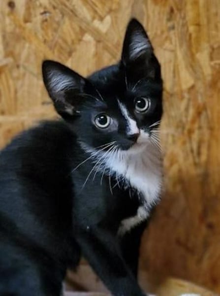 Katzenkind Pablo