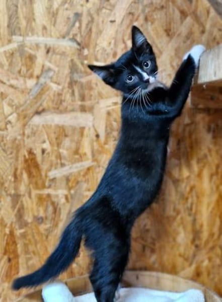 Katzenkind Pablo