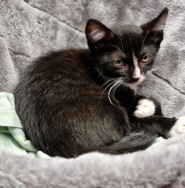 Katzenkind Pablo