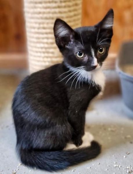 Katzenkind Pablo