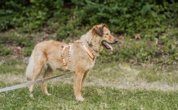 Bunny sucht ein liebevolles Zuhause