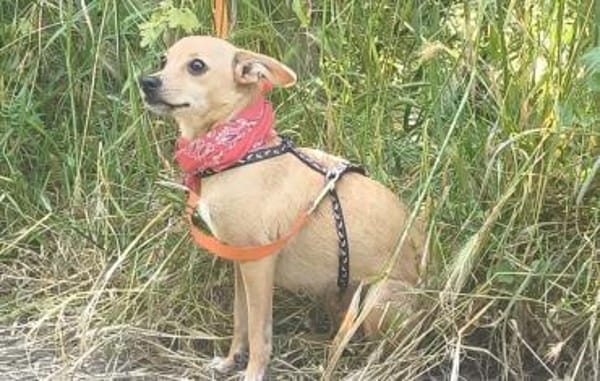 TESSA - unkomplizierte Hündin......