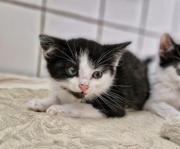 Katzenkind Nuri