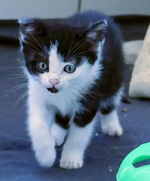 Katzenkind Nuri