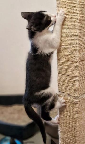Katzenkind Nuri