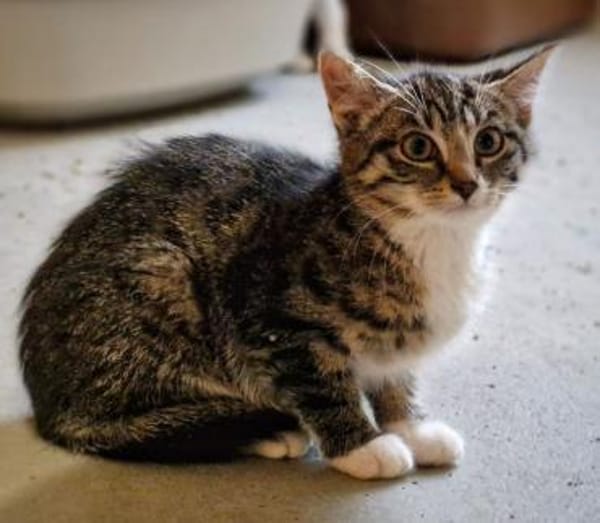 Katzenkind Hildegard