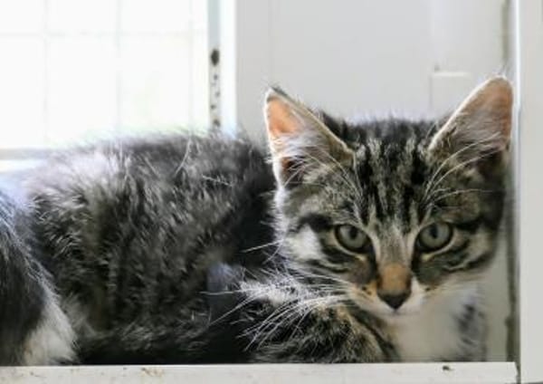 Katzenkind Hildegard