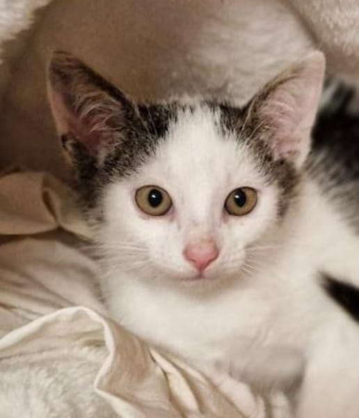 Katzenkind Milow