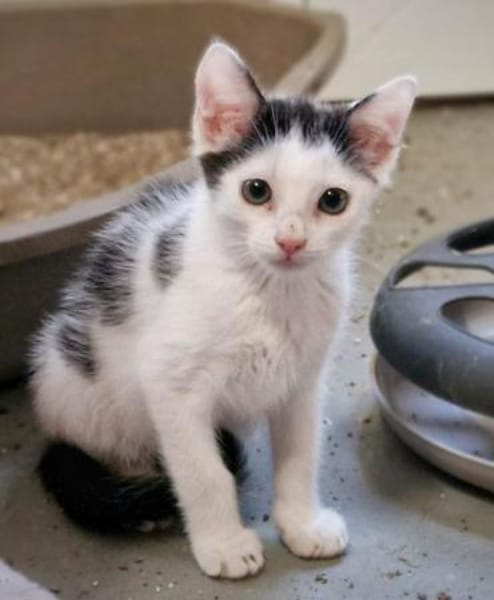 Katzenkind Milow