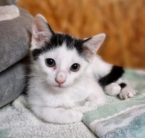 Katzenkind Milow