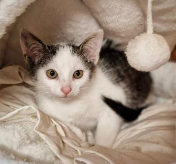 Katzenkind Milow