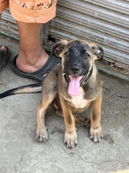 CLAUDY - super soziales Hunde-Mädchen