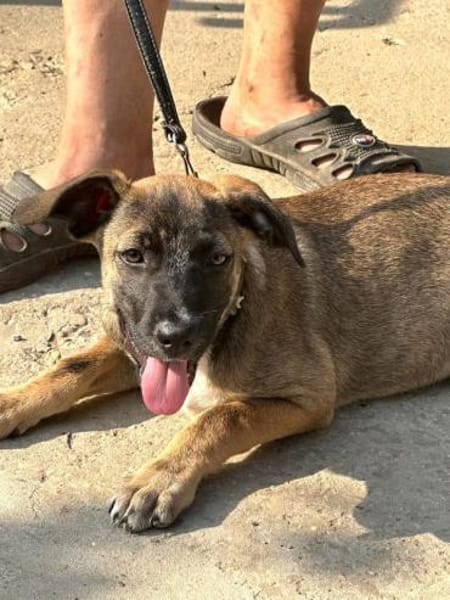 CLAUDY - super soziales Hunde-Mädchen