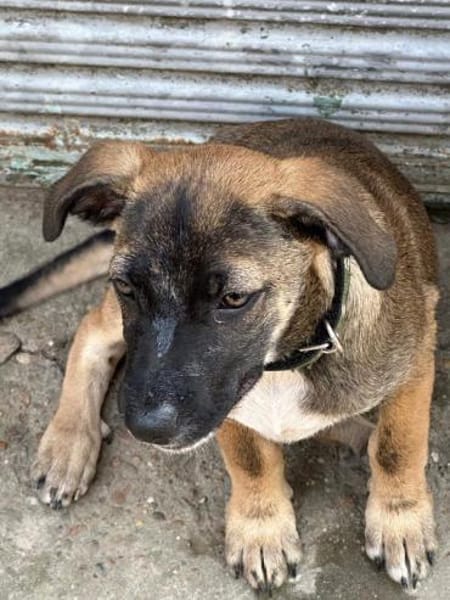 CLAUDY - super soziales Hunde-Mädchen
