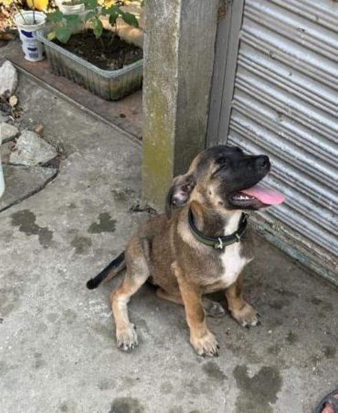 CLAUDY - super soziales Hunde-Mädchen