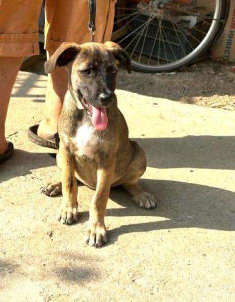 CLAUDY - super soziales Hunde-Mädchen
