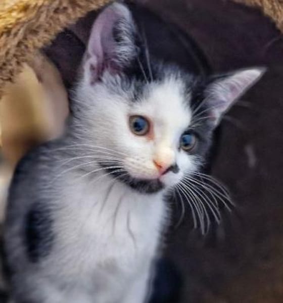 Katzenkind Caro