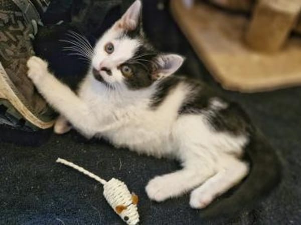 Katzenkind Caro