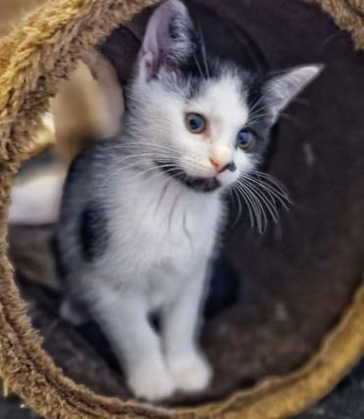 Katzenkind Caro