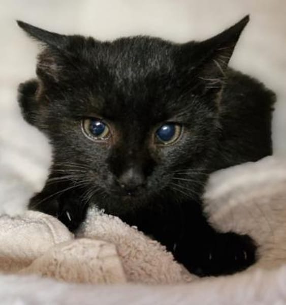 Katzenkind Arnold