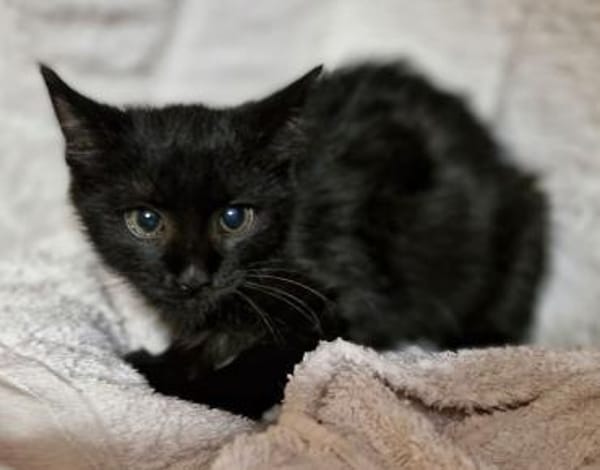Katzenkind Arnold