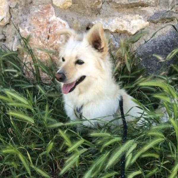 Bouloukos sucht liebevolles Zuhause