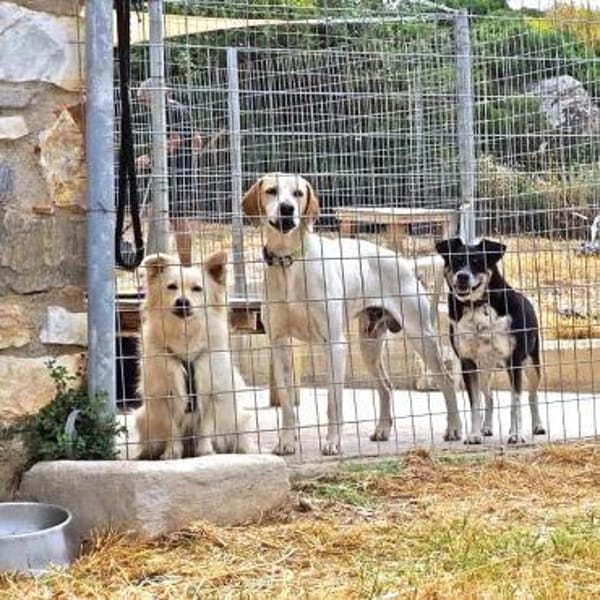 Bouloukos sucht liebevolles Zuhause