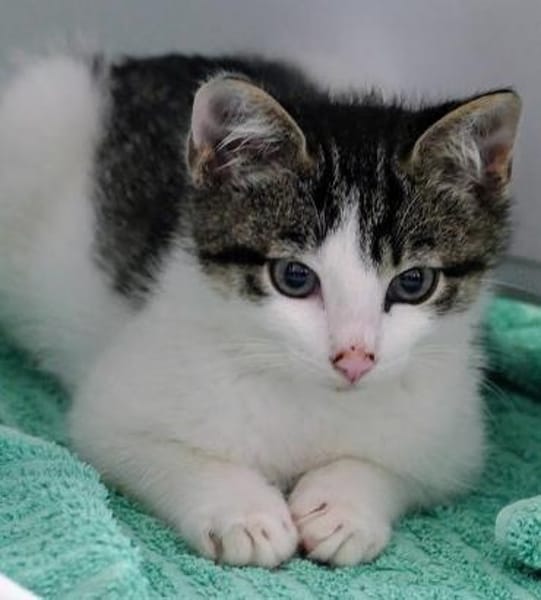 Katzenkind Günter