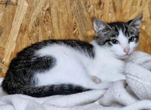 Katzenkind Günter