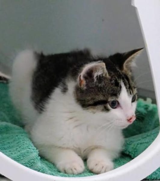 Katzenkind Günter