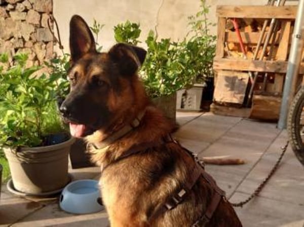Marley sucht ein aktives Zuhause