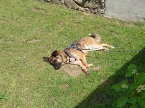 Marley sucht ein aktives Zuhause