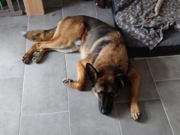 Marley sucht ein aktives Zuhause