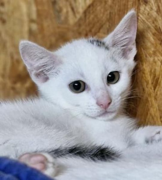 Katzenkind Lotti