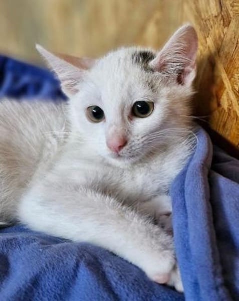 Katzenkind Lotti