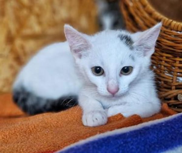 Katzenkind Lotti