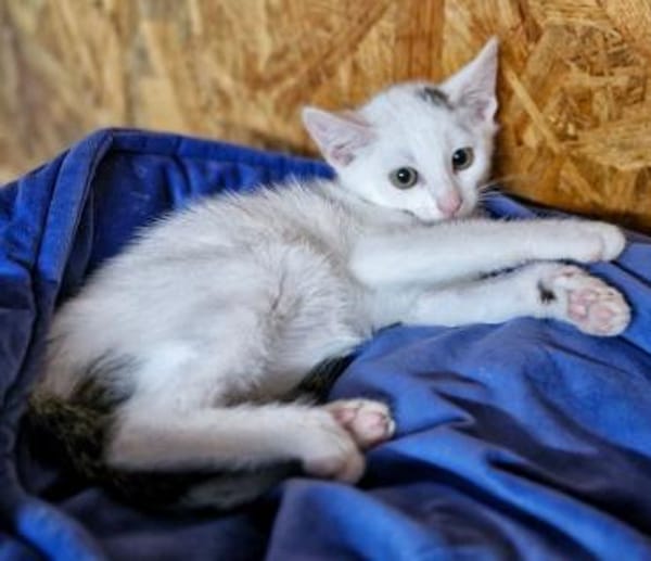 Katzenkind Lotti