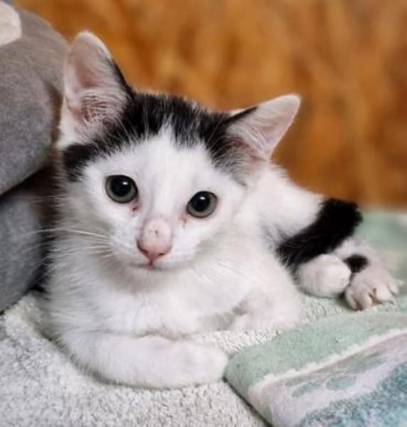 Katzenkind Pino