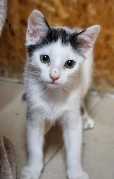 Katzenkind Pino