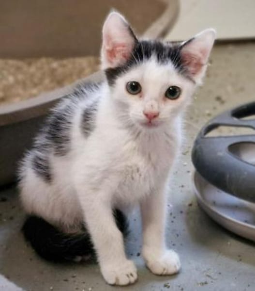 Katzenkind Pino